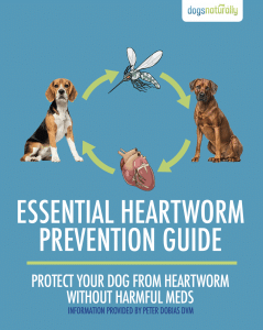 Essential Heartworm Prevention Guide