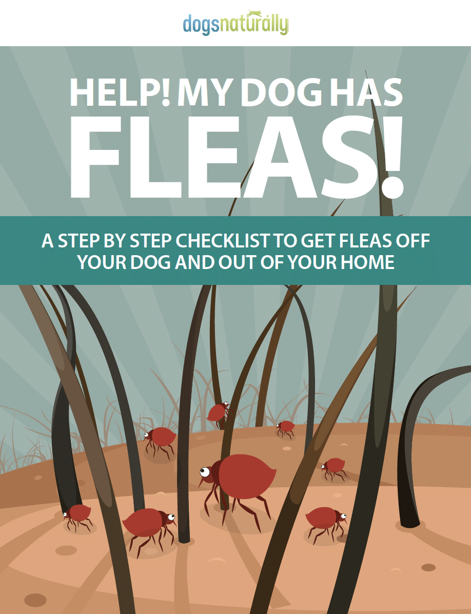 Help! My Dog Has Fleas!