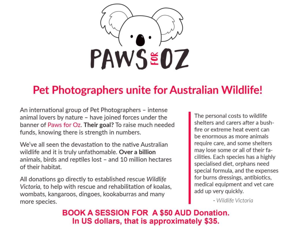 Pet Photographers Unite Flyer