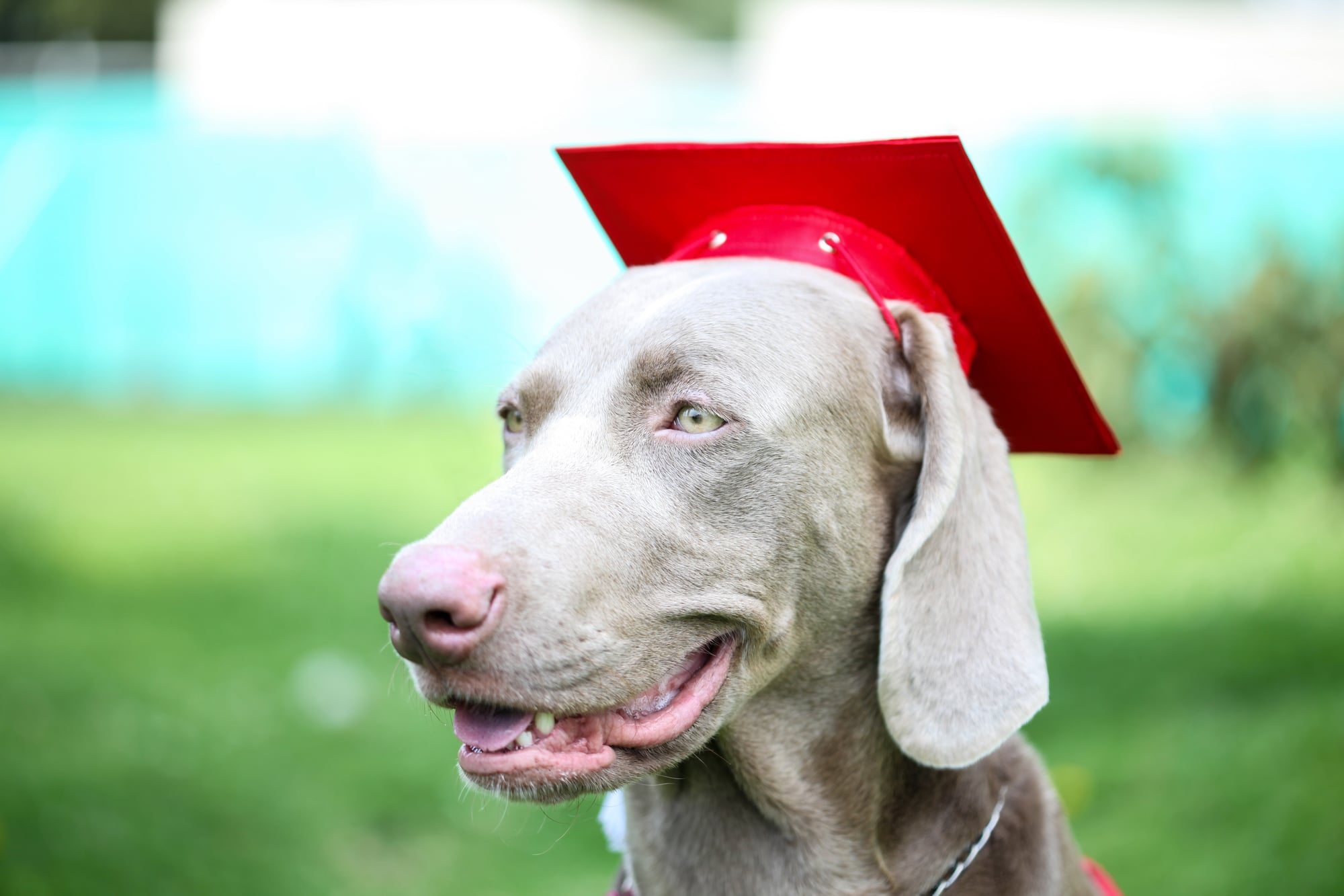 dog training graduation from three tails columbia illinois