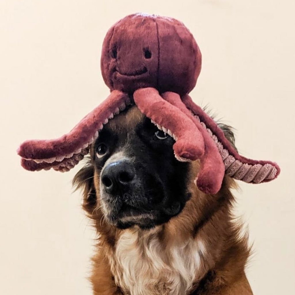 Stuffed octopus on dogs head.