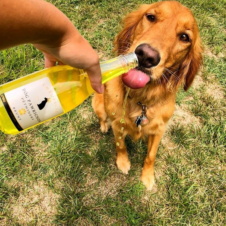 photo of dog champagne