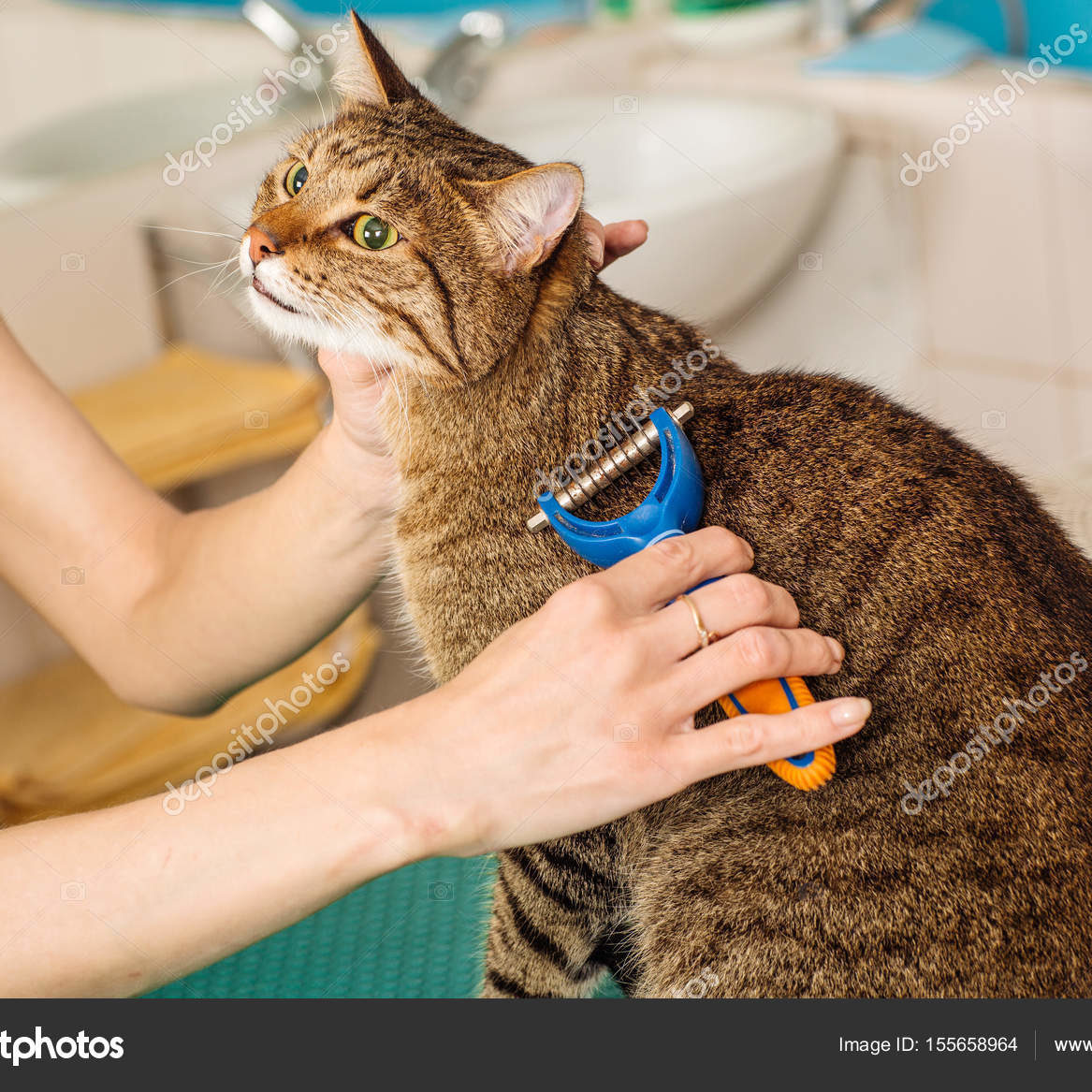 Grooming cat with tool for shedding hair. medicine, pet, animals, health care and people concept
